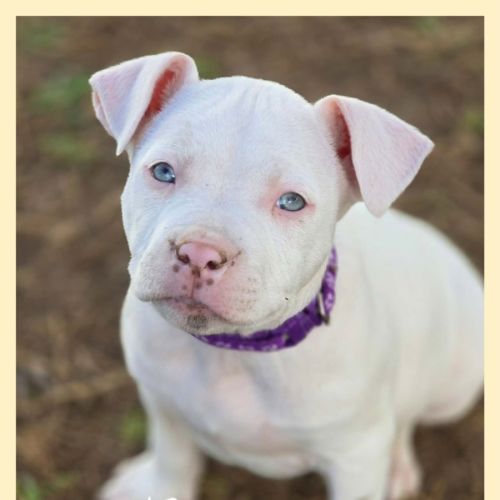 Barney - American Staffordshire Terrier Dog