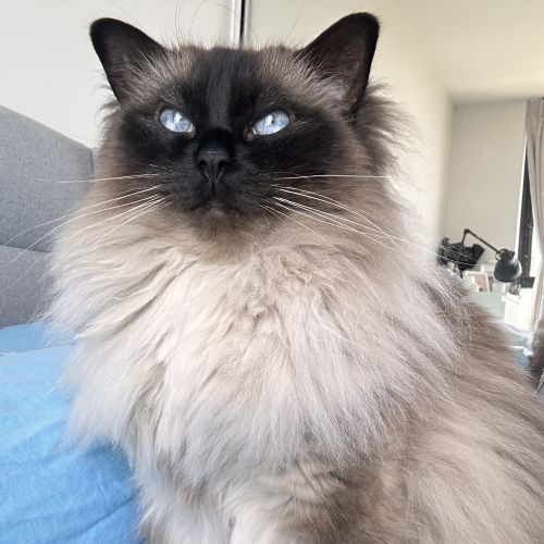 Coffee - Ragdoll Cat