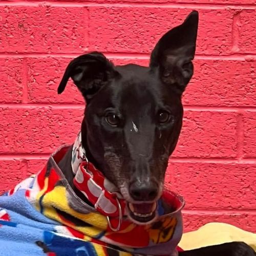 Roo The Greyhound - Greyhound Dog