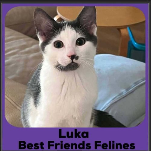 Luka  - Domestic Short Hair (DSH) Cat