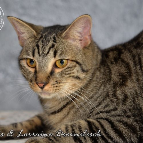 Kane - Domestic Short Hair Cat