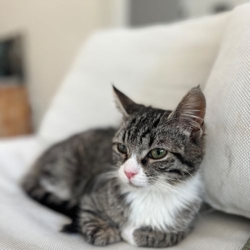 Alice - Domestic Short Hair (DSH) Cat