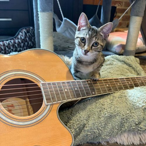 Lyric - Domestic Short Hair (DSH) Cat