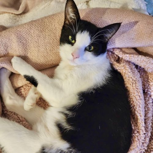 Oliver - Domestic Short Hair (DSH) Cat