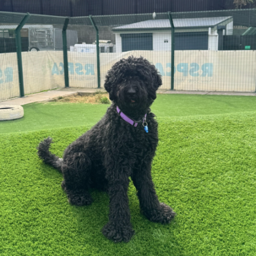 Scottie - Poodle (Standard) Dog