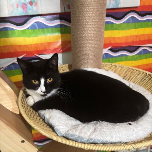 Erin  - Domestic Short Hair (DSH) Cat