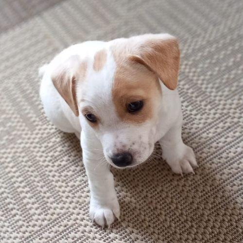 Athos - Jack Russell Terrier Dog