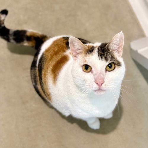 Piccolo 🪈 - Domestic Short Hair (DSH) Cat
