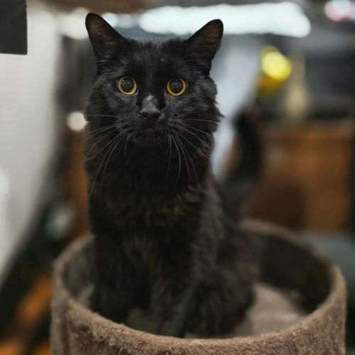 12378 - Evie  - Domestic Long Hair (DLH) Cat