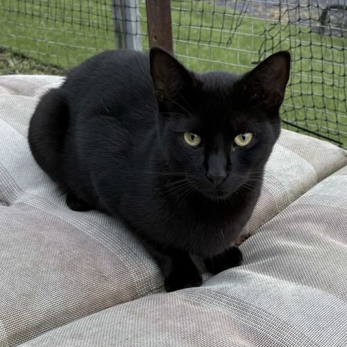 Coco - Domestic Short Hair Cat
