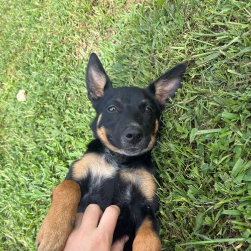 Kuda - Australian Kelpie Dog