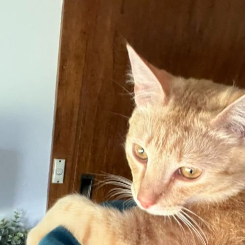 Rory - Domestic Short Hair (DSH) Cat