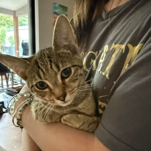 Atlas ** 2nd Chance Cat Rescue** - Domestic Short Hair (DSH) Cat