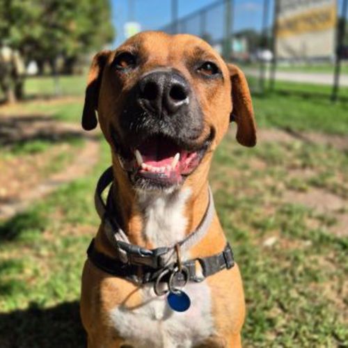 Birdie - Mastiff x Staffy Dog