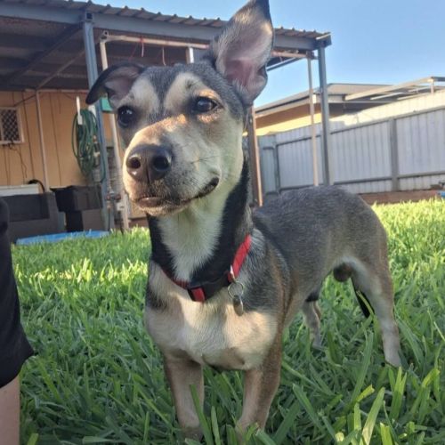 Rudy - Jack Russell Terrier x Mixed breed Dog