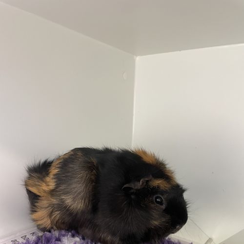 Abigail - Abyssinian Guinea Pig