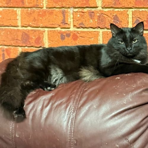 Magic - Domestic Medium Hair (DMH) Cat