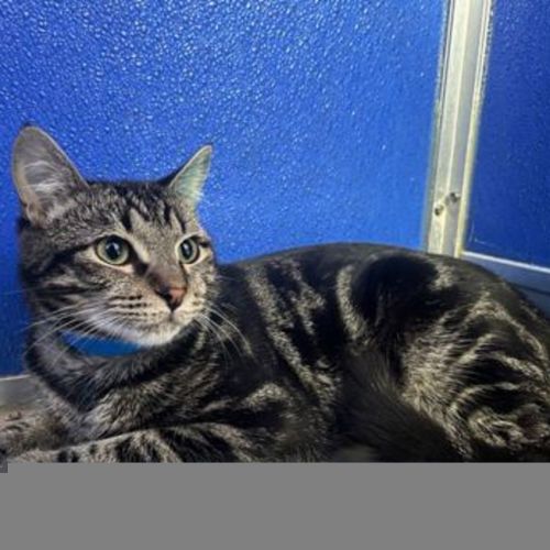 Zigzag Zeke - Domestic Short Hair Cat