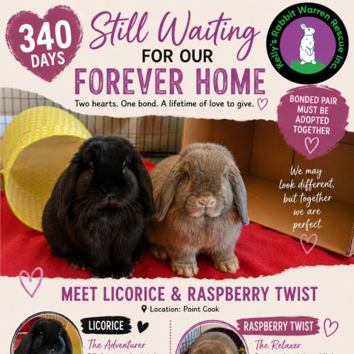 Licorice & Raspberry twist  - Lop Eared Rabbit