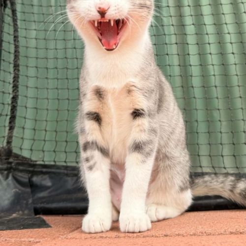 Sneezy - Domestic Short Hair (DSH) Cat