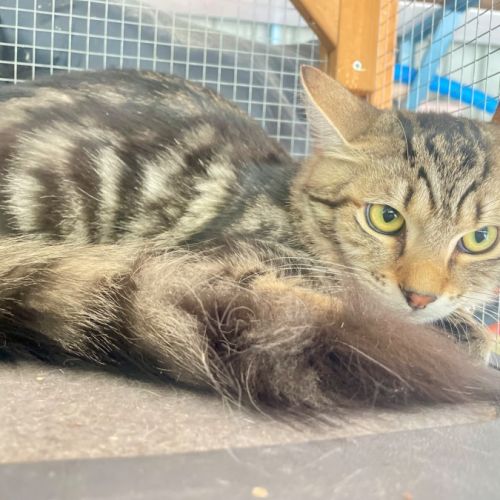 Bart - Domestic Medium Hair (DMH) Cat