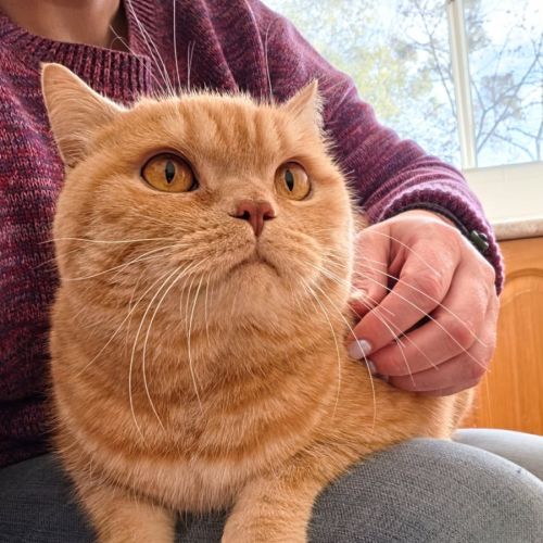 Fergus - British Shorthair Cat