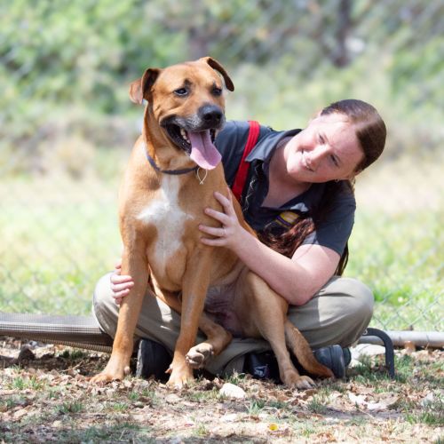 Chipper - Rhodesian Ridgeback x American Staffy Dog