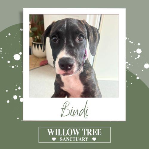 Bindi - Bull Arab Dog