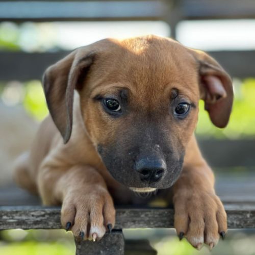 Robusta - Staffordshire Bull Terrier Dog