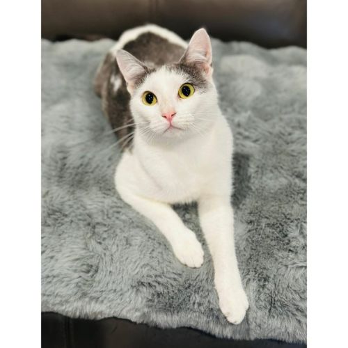 13110 - Sadie - Domestic Short Hair (DSH) Cat