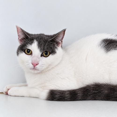 Koala - Domestic Short Hair Cat