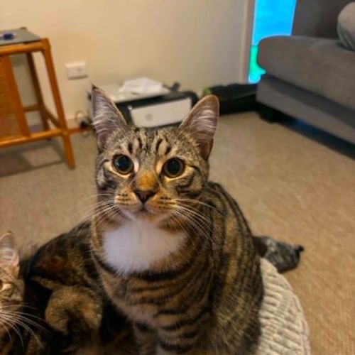 Sunny - Domestic Short Hair (DSH) Cat