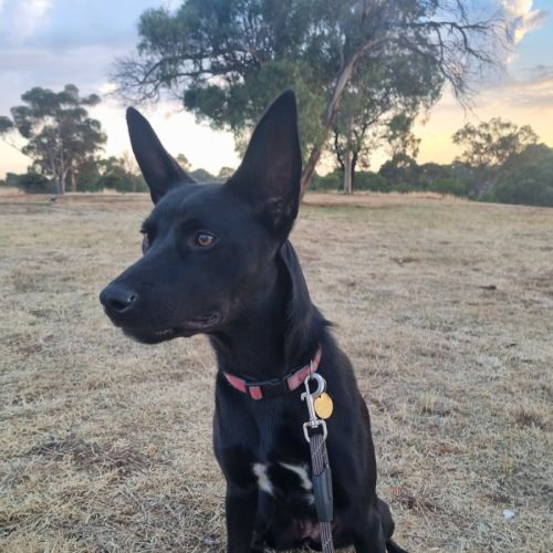 Melrose - Australian Kelpie x Border Collie Dog