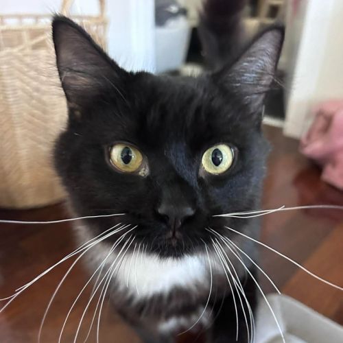Po - Domestic Medium Hair (DMH) Cat