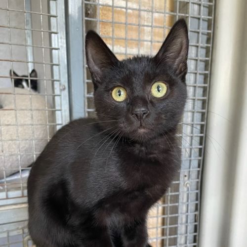 Hazel - Domestic Short Hair (DSH) Cat