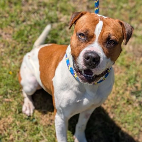 Tonka - American Staffordshire Terrier x Shar Pei Dog