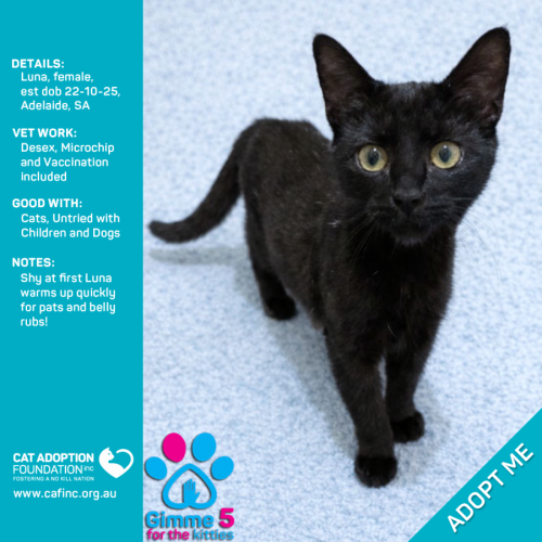 Luna - Domestic Short Hair (DSH) Cat