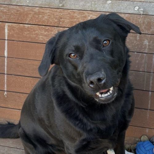 Evie Everhart - Labrador Retriever Dog