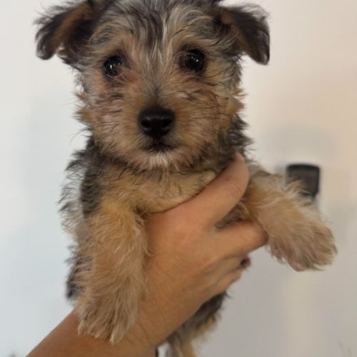 Chip - Maltese x Poodle (Toy) x Fox Terrier Dog