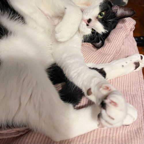 Dan - Domestic Short Hair (DSH) Cat