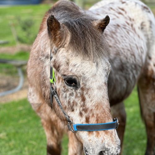 Elsie - Pony Horse