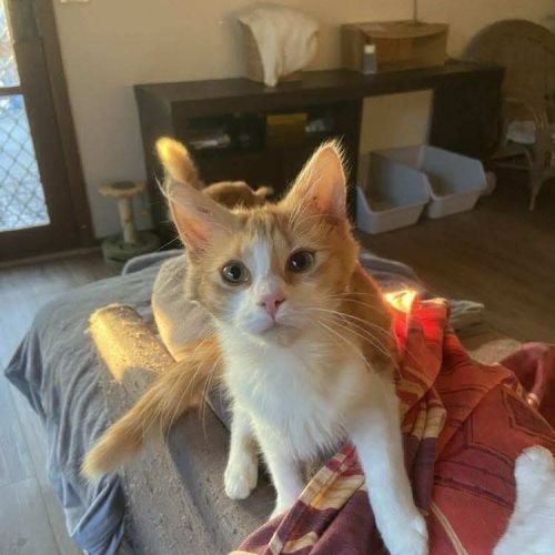 Foxglove - Domestic Medium Hair (DMH) Cat