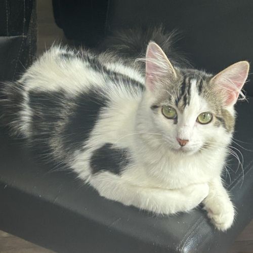 Vidia - Domestic Medium Hair (DMH) Cat