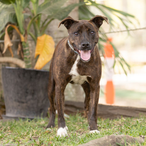 Solly - Staffordshire Bull Terrier Dog