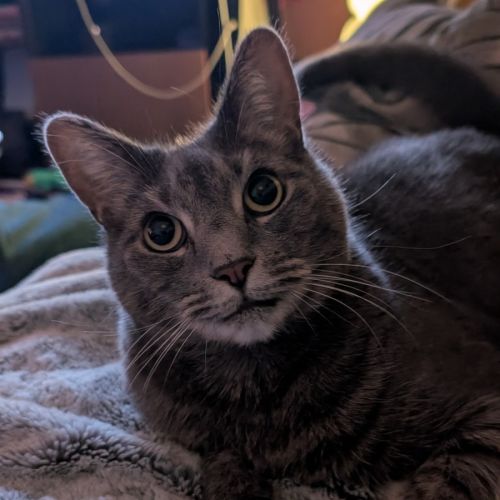 Chicken - Domestic Short Hair (DSH) Cat