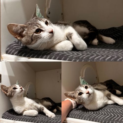 Ana - Domestic Short Hair (DSH) Cat