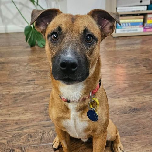 Bandit - Mixed breed Dog