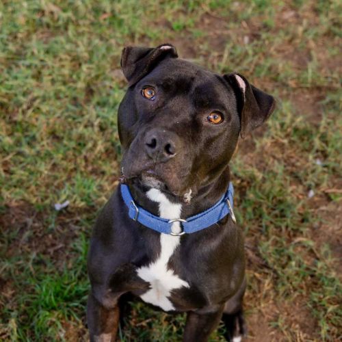 Chester - American Staffordshire Terrier Dog