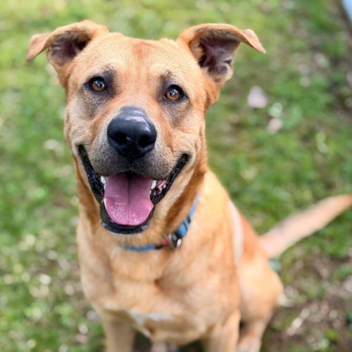 Bowie - German Shepherd Dog x Rhodesian Ridgeback Dog