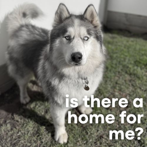 Iko - Siberian Husky Dog